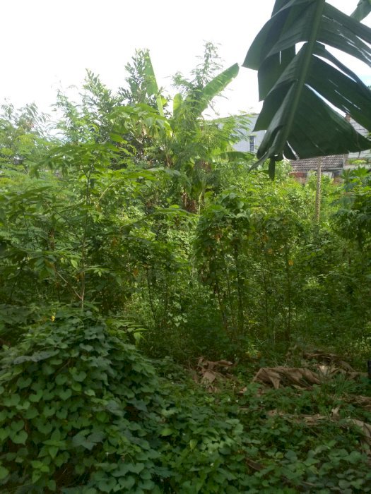 Jual tanah luas 2500 meter lokasi rawarengas galuh mas Karawang