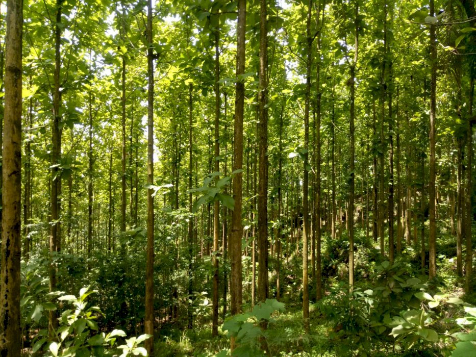 Jual pohon jati & tanah