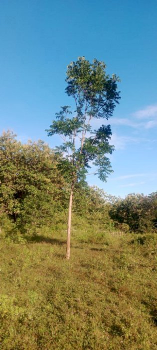 DI JUAL TANAH DARAT / KEBUN MURAH DI CIPATUJAH GARUT