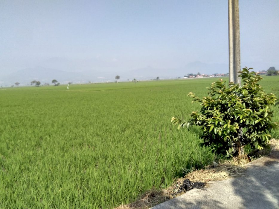 BU Dijual tanah sawah  dan daratan