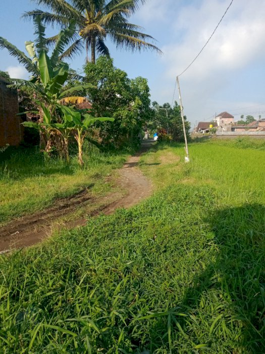 Sawah jual pakis aji belknag kantor polsek