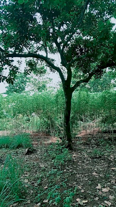 Tanah Darat Bebas Banjir