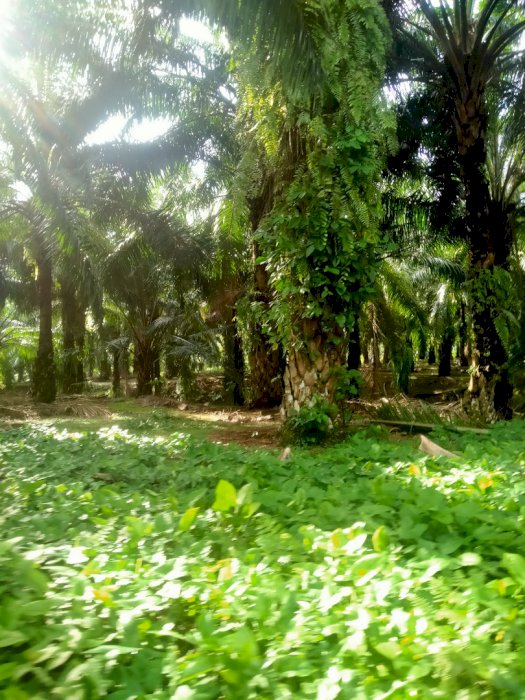 Jual tanah Bireun bayeun