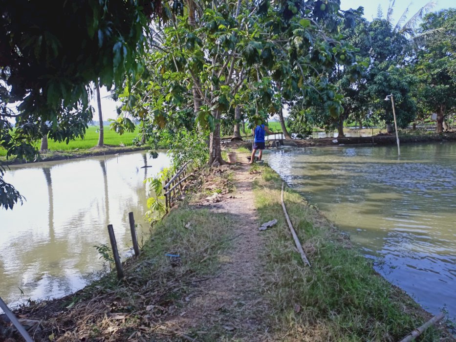 Jual tanah cocok untukinvestasi atau di jadikan perumahan