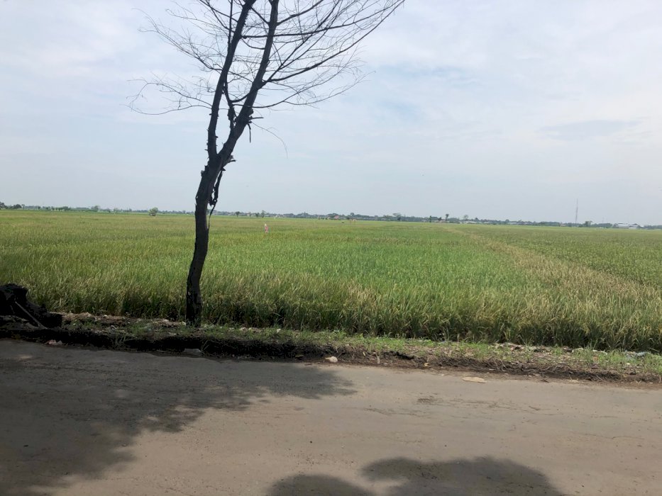 Jual Tanah Sawah Pemalang
