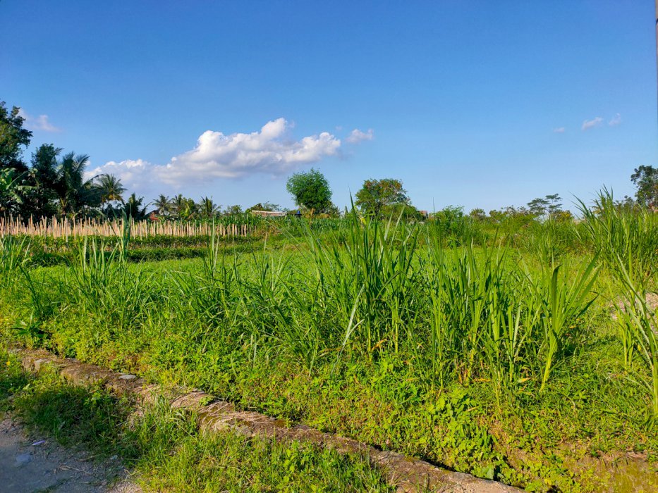 Dijual Tanah di sekitaran jl palagan km 13 Deket Balai Desa Donoharjo