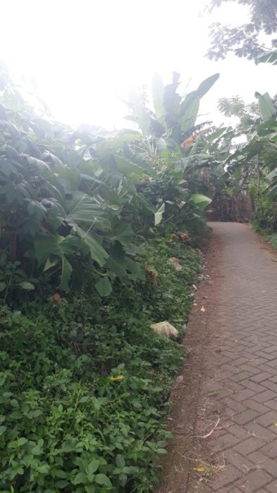 Tanah SHM per meter hanya 600an ribu