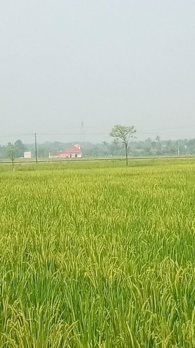 Jual tanah 115 . Tumbak