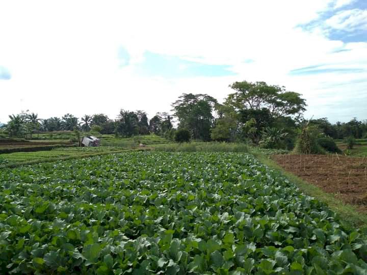 Jual tanah cepat daerah Ciampea bogor