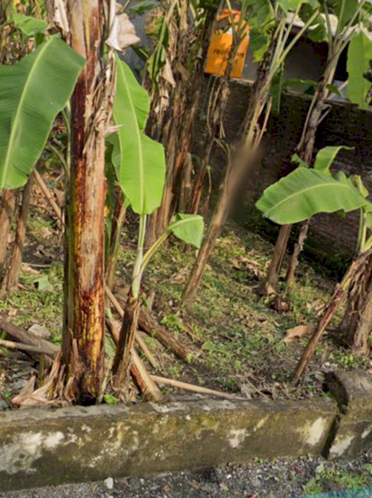 Tanah dijual di pinggir jalan aspal