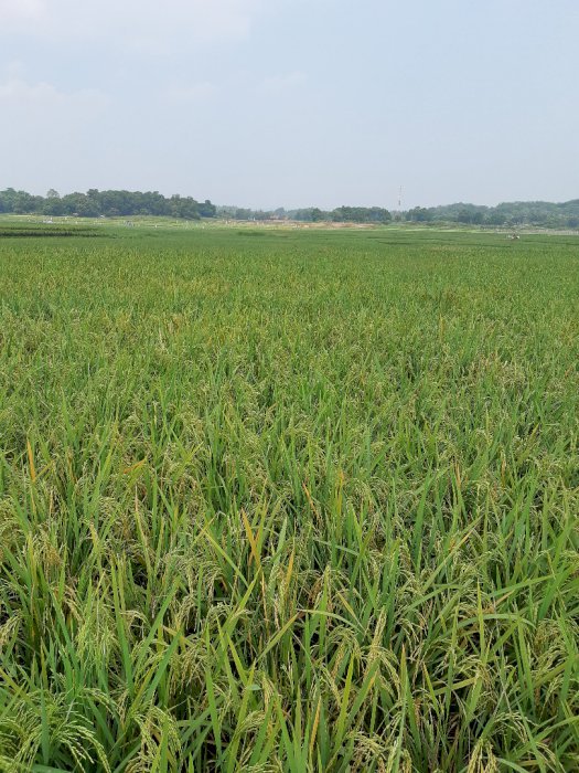 Dijual Tanah dekat Kawasan Surya Cipta