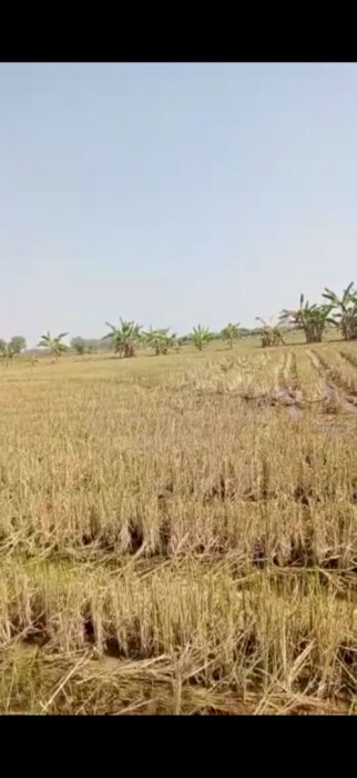 Dijual tanah persawahan dekat perkampungan dan akses listrik