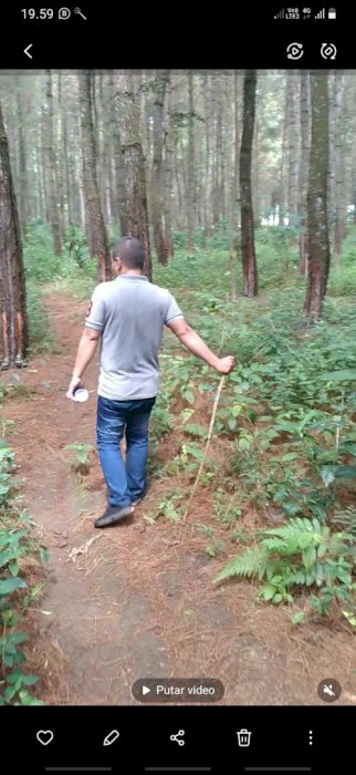 Jual tanah dan perkebunan pinus