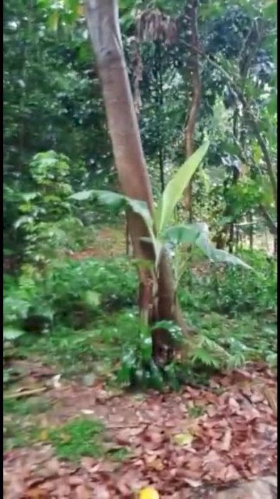 Di jual tanah beserta kebunnya