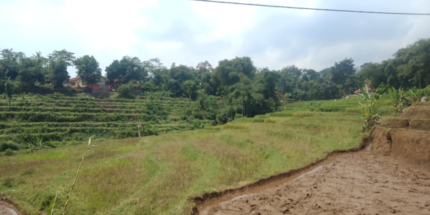 menyewakan tanah sawah