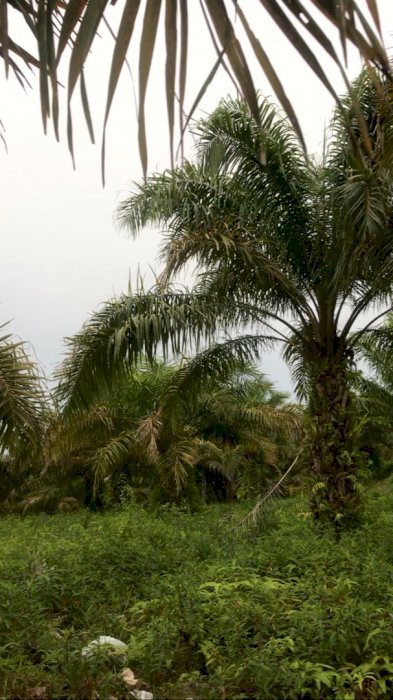 DIjual Tanah Luas 3 Hektare DI Kota Bengkulu