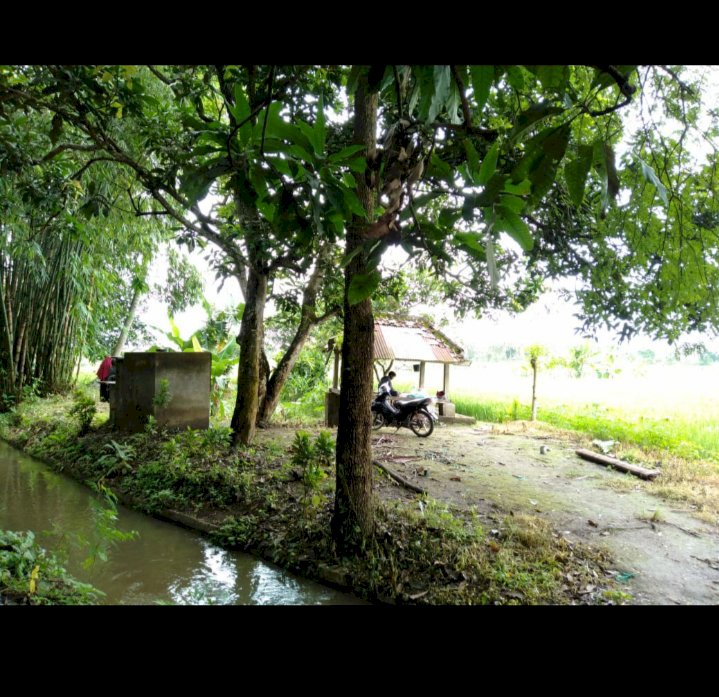 DIJUAL TANAH SAWAH LUAS 5617 M2. +56 Are 70jt/are atau 700k/M. SHM.