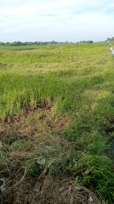 jual cepat tanah sawah sluas 2000 meter lokasi dekat jalan rayA pakis