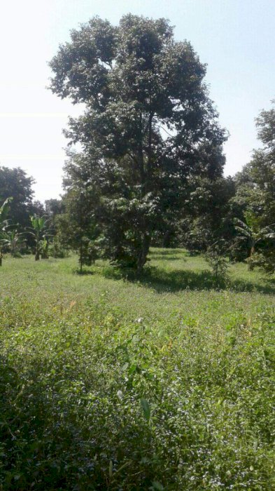 DI JUAL CEPAT TANAH KEBUN
