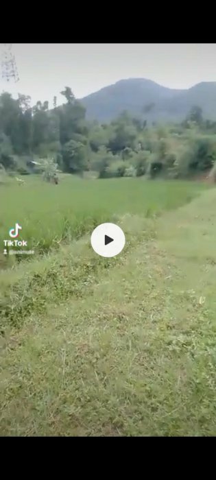 Menjual sawah, 100 tumbak