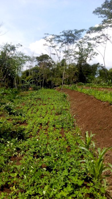 Tanah dijual  cocok untuk kebun vila dan kandang ayam