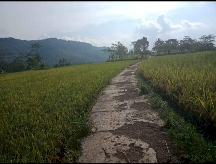 Jual tanah sawah luas 12000 mter SHM sukabumi