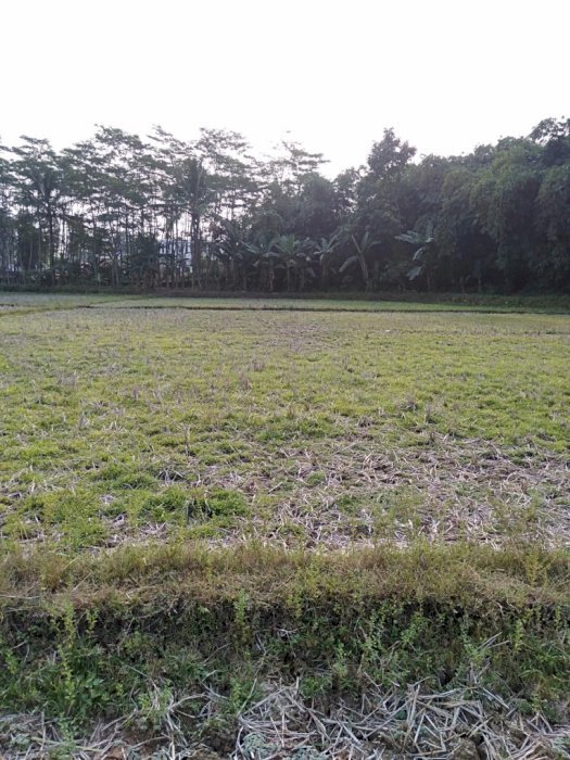 tanah di jual..luas 2000 m2. hak milik