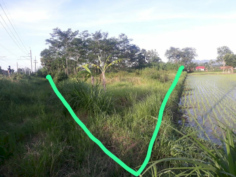 Jual tanah Shm sawah