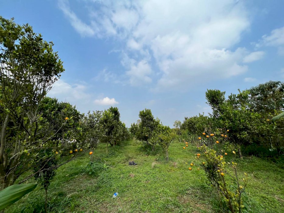 Tanah Dijual Murah Cocok Buat Investasi di Kota Batu