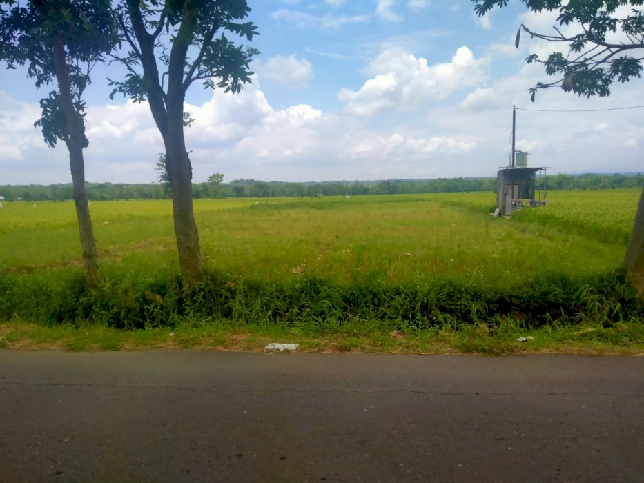 Dijual tanah sawah kering pinggir jalan raya