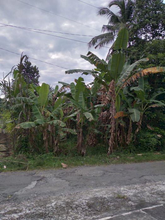 Dijual tanah Shm di jogja