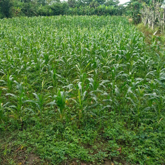 Dijual tanah perkebunan seharga permeternya 250.000