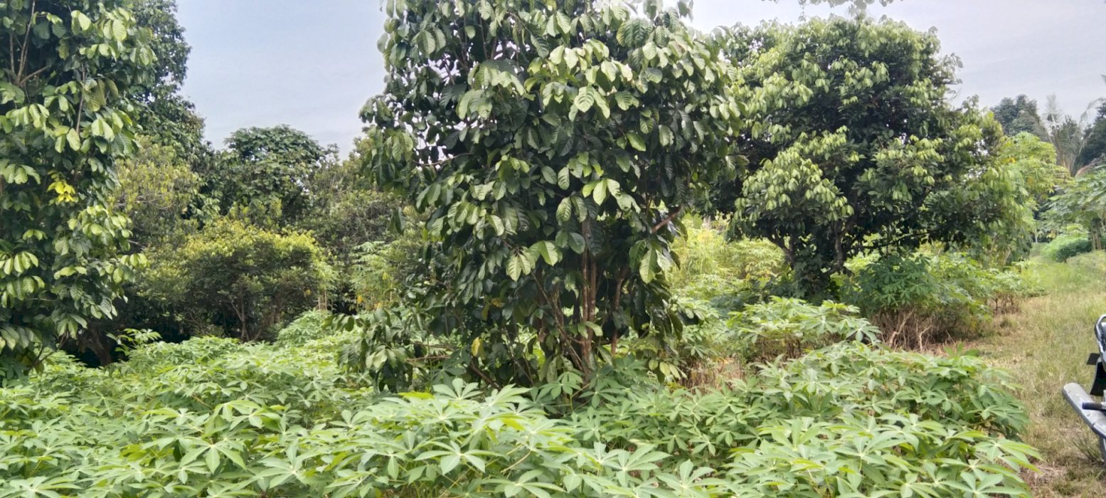 Jual tanah 7 Rante 1 rante 45 juta