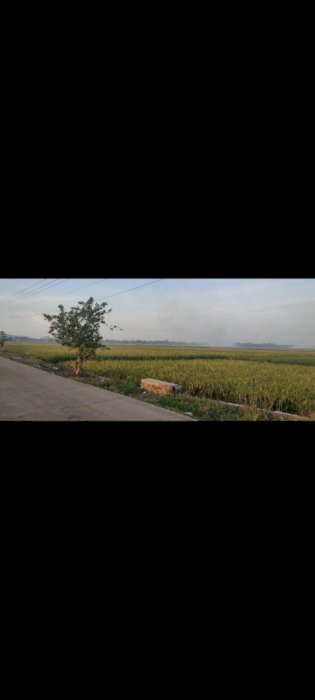 Tanah sawah samping jalan