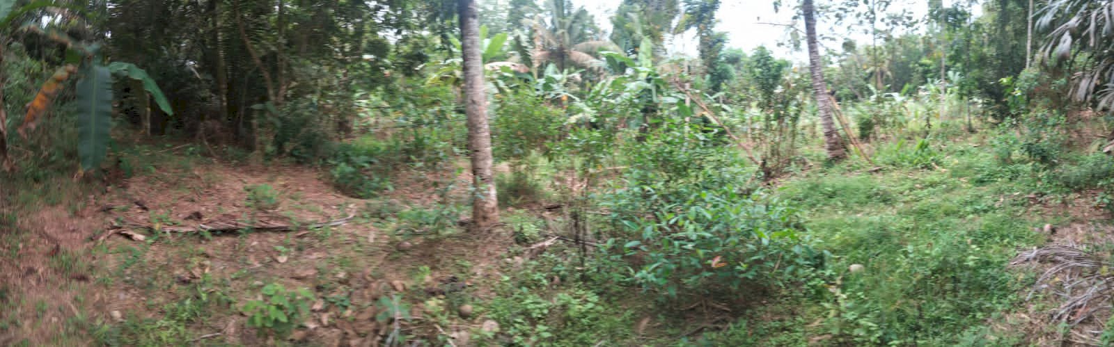 Di jual tanah kosong atau tanah kebun murah daerah cibaliung