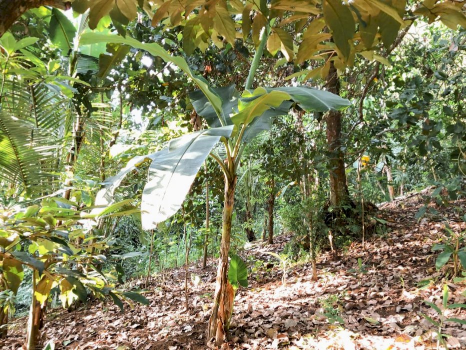 Tanah di jual pinggir jalan raya.