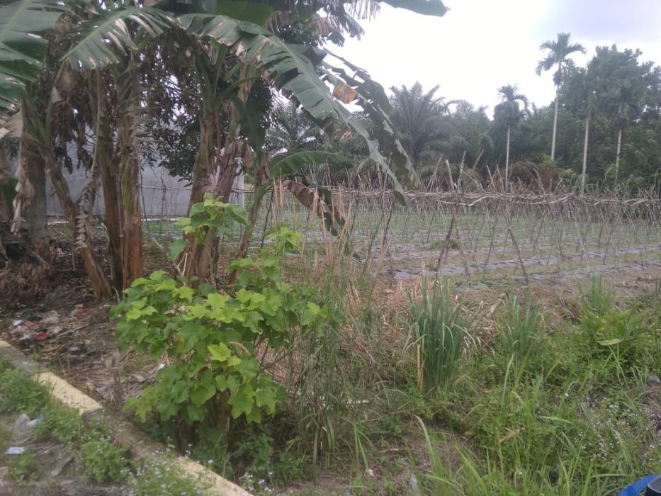 Tanah di jual cepat bisa nego