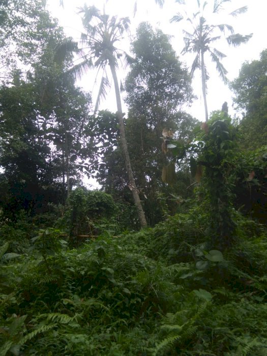 Dijual kebun atau tegalan di tabanan bali
