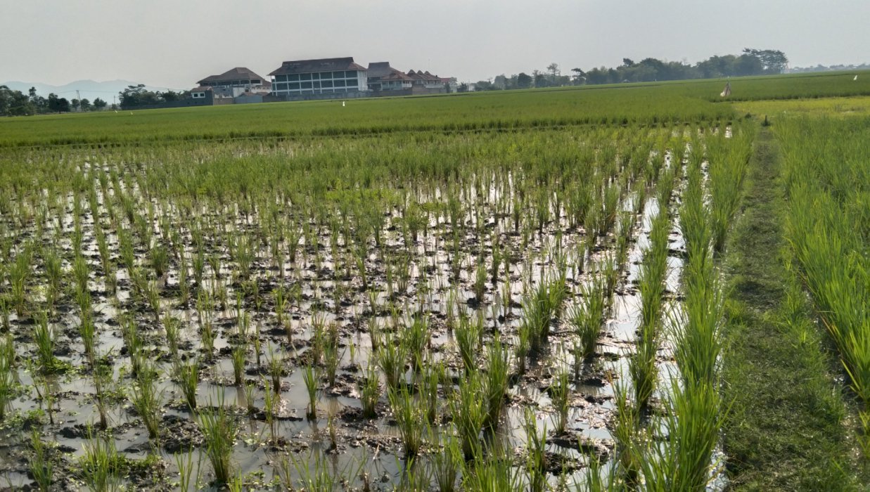 Dijual sawah area Sapan Bandung dekat pesantren Sabilunajjah