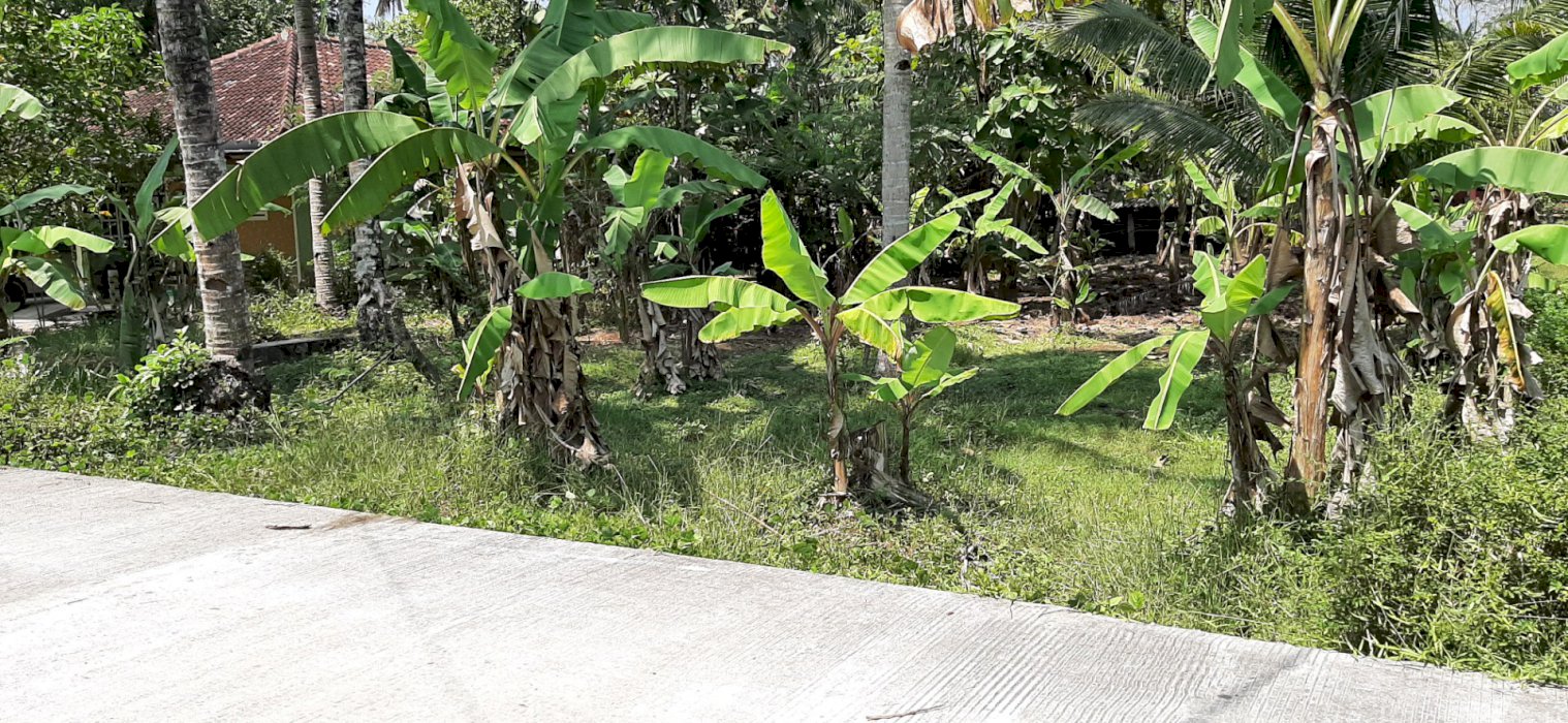 Jual Tanah murah dekat Bandara YIA 15 Menit