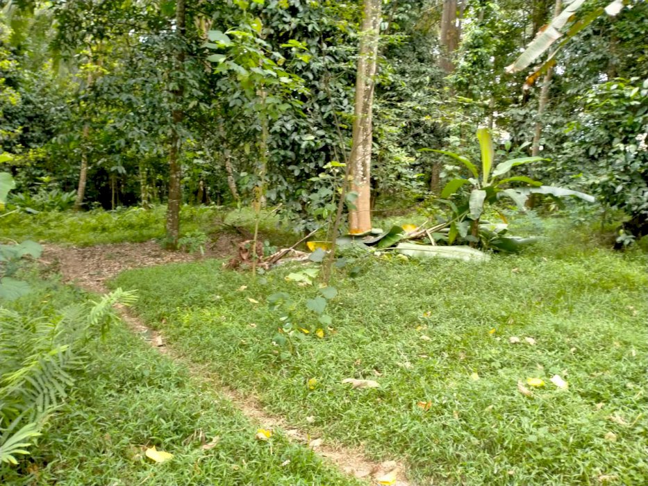 Jual tanah kebun  di Cinangka serang banten