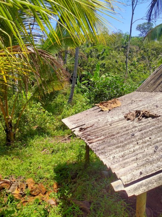 Tanah kebun cocok untuk investasi