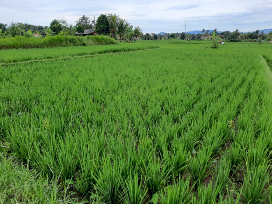 DIJUAL SAWAH LOKASI STRATEGIS DI CIRANJANG CIANJUR JAWA BARAT