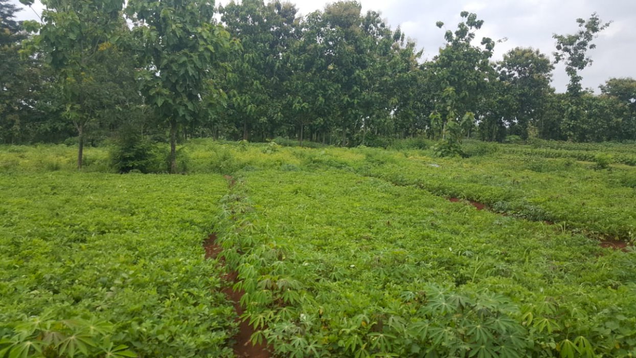 Di jual tanah polokarto sukoharjo