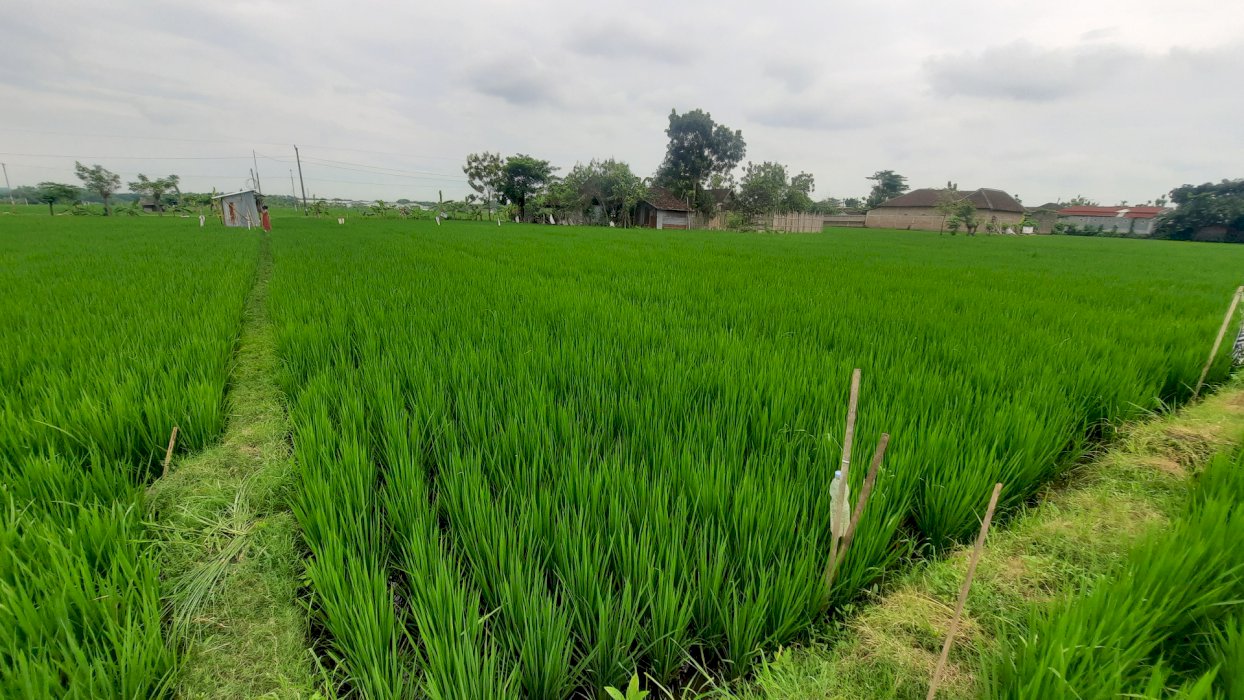 Jual Tanah Sawah Posisi Strategis (Cepat Beli Harga baru murah)