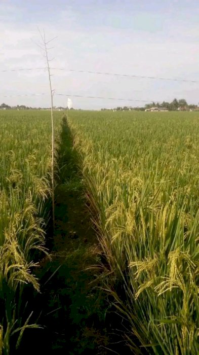 Jual sawah/tanah di perkampungan