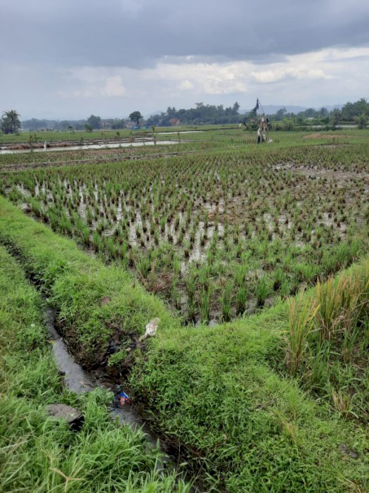 Dijual cepat sawah Ciranjang, desa jati.