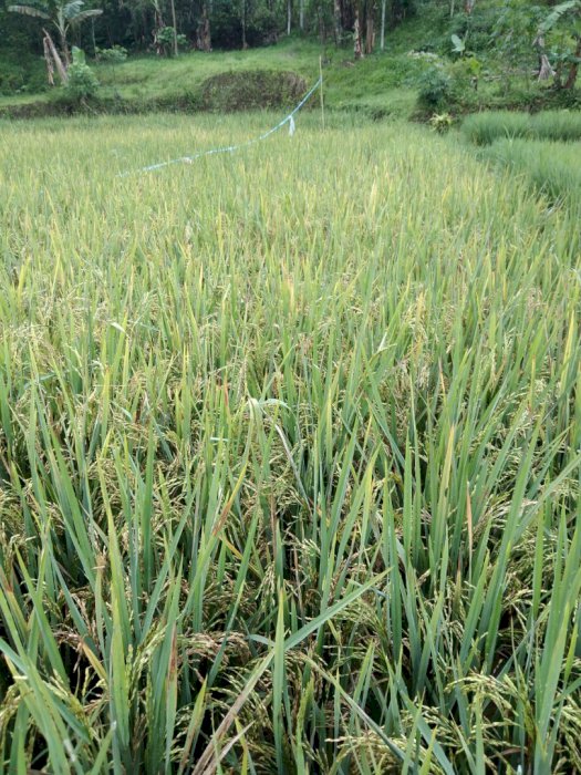 jual sawah luasnya 5600 meter surat surat ajb