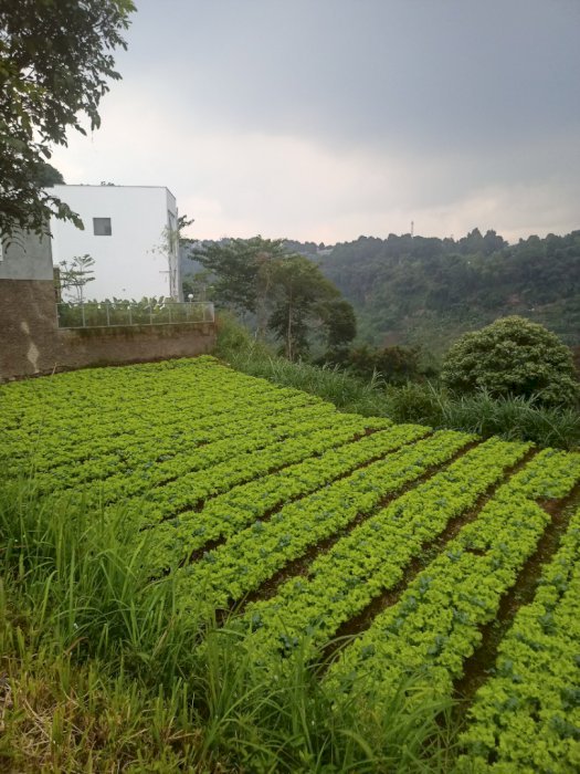 Tanah Kosong daerah Nyampai, Parongpong