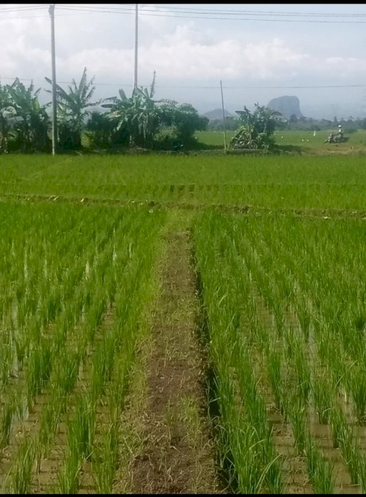 JUAL BU TANAH SAWAH LOKASI STRATEGIS